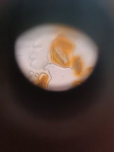 Thumbnail for Untitled