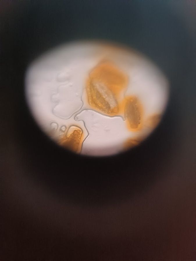 SINGLE IMAGE