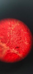 Thumbnail for FOLDSCOPE WORKSHOP BY TAMILNADU SCIENCE FORUM