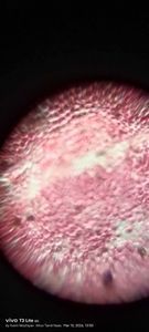 Thumbnail for Hibiscus 