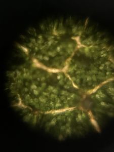 Thumbnail for Chloroplast Beauty