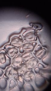 Thumbnail for Day 4 - LGP26 - B2 - Periwinkle Pollen Grains