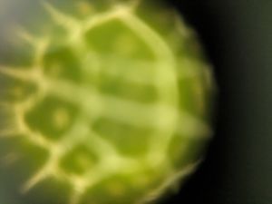 Thumbnail for Foldscope BioE Pset 3 [Naina Mehrotra]
