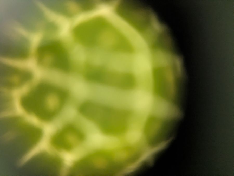 SINGLE IMAGE