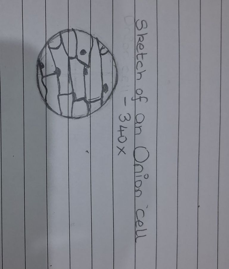 SINGLE IMAGE