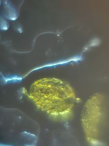Thumbnail for PCAM 2026_A world inside a flower. 🌼🔬