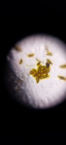 Thumbnail for LGP 26 B-4 From admiring Light to embracing the dark. A picture of a polen of  Beach spider lily