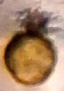 Thumbnail for Day 4 - LGP26 - B2 - Pumpkin Flower Pollen