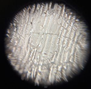 Thumbnail for Onion Sample: LGP-26-B2