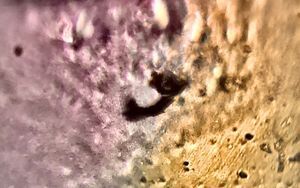 Thumbnail for Dirty Water Sample- LGP '26_B4_D4