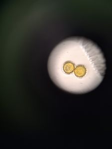 Thumbnail for Sunflower Pollen Grain