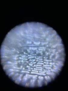 Thumbnail for LGP 25 - The Onion Overly Overscaled