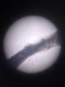Thumbnail for Human Hair