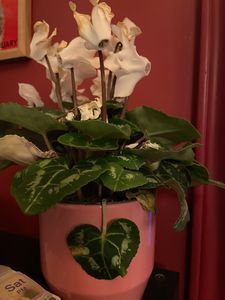 Thumbnail for Looking at Plant Stomata