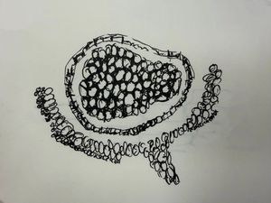 Thumbnail for DAY - 1 LGP 26 - B2 : FERN RHIZOME