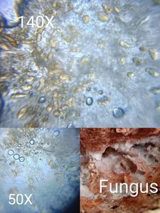 Thumbnail for Fungus