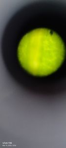 Thumbnail for Green Leaf