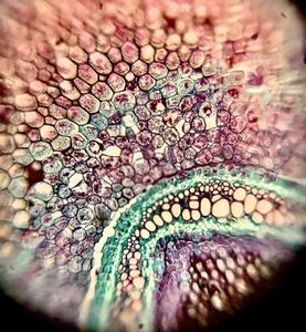Thumbnail for Fern Rhizome- LGP '26_B4_D1