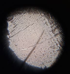 Thumbnail for LGP26-B3: Day 1 - Fern Rhizome and Onion Peel
