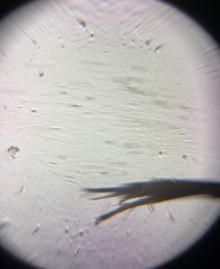 Thumbnail for Hair MtA_Biol2201_2026