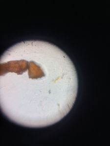 Thumbnail for Foldscope 