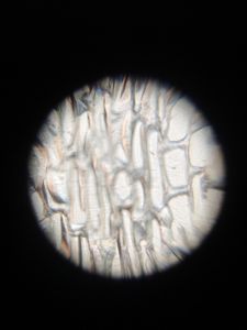 Thumbnail for Foldscope Workshop,Athur