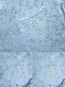 Thumbnail for Leaf under 140X