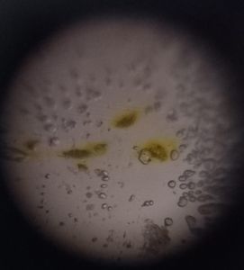 Thumbnail for LGP-26:B4 - Pollen from a sunflower