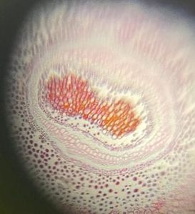 Thumbnail for Second day with the microcosm#lgp