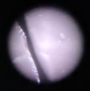 Thumbnail for Hair (longitudinal view)