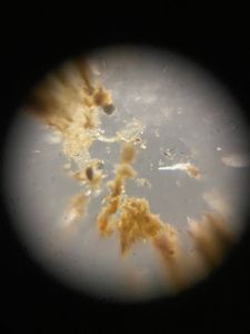 Thumbnail for Creek Water Sample