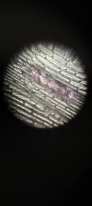 Thumbnail for Onion peel