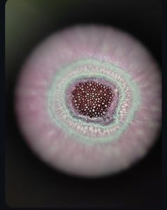 Thumbnail for LGP26-B3 Fern Anatomy Under the Foldscope