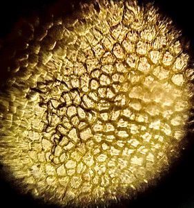 Thumbnail for Tomato Cells- LGP '26_B4_D2