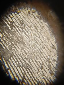 Thumbnail for Exploring the Microcosm Day 1 Part 2 #LGP26-B3