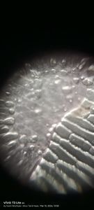 Thumbnail for Untitled