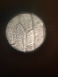 Thumbnail for LGP B-2 Onion sample