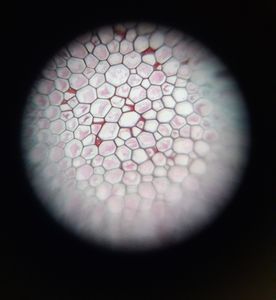 Thumbnail for LGP26-B3: Day 1 - Fern Rhizome and Onion Peel