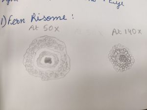 Thumbnail for LGP26 - Fern Rhizomes