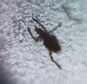 Thumbnail for Possible Clover Mite
