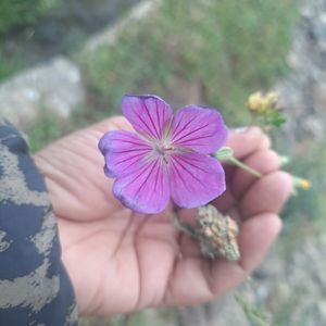 Thumbnail for Foldscope exploration Mushkoh valley 4 August 2026