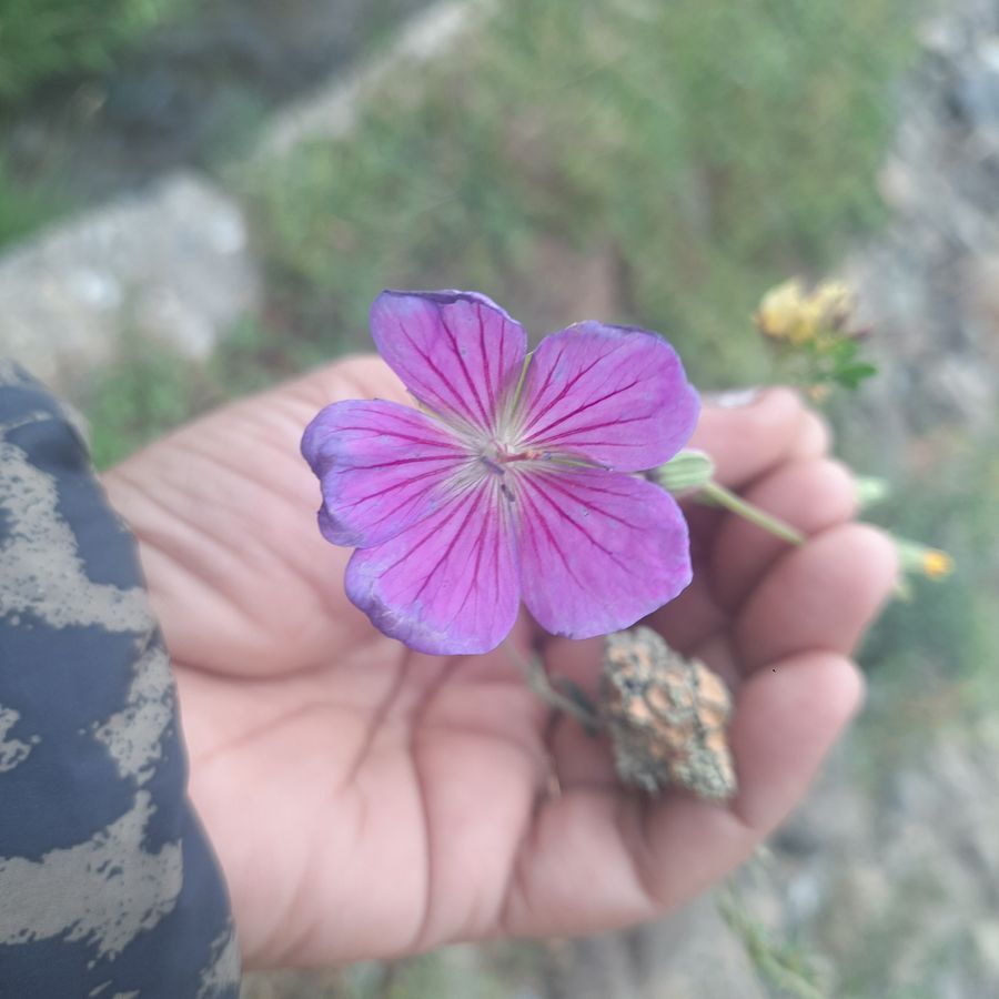 SINGLE IMAGE