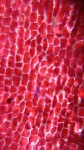 Thumbnail for மேட்டுப்பாளையம் பயிற்சியில் பதிவு செய்தவை