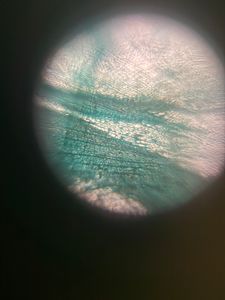 Thumbnail for Fish Scales