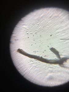 Thumbnail for Bioengineering 131 - Pollen at Stanford!