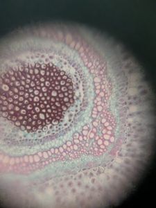 Thumbnail for LGP26 B-2 Day 1 Fern Rhizome - Rahul
