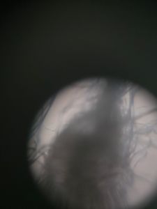 Thumbnail for Fibers, flowers, and other Specimen