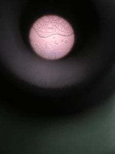 Thumbnail for Potato starch PCAM 2026