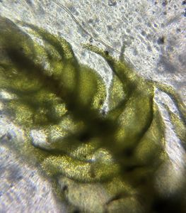 Thumbnail for Gametophyte Moss Structure