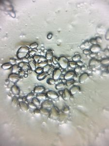 Thumbnail for Potato Starch Grains